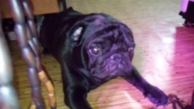 КТО В ДОМЕ ХОЗЯИН? ПОСЛЕ ЭТОГО ВЫПУСКА ВСЕМ ВСЁ ПОНЯТНО БЕЗ СЛОВ-ХОЗЯИН ОПРЕДЕЛИЛСЯ ОДНОЗНАЧНО!!! смотреть онлайн