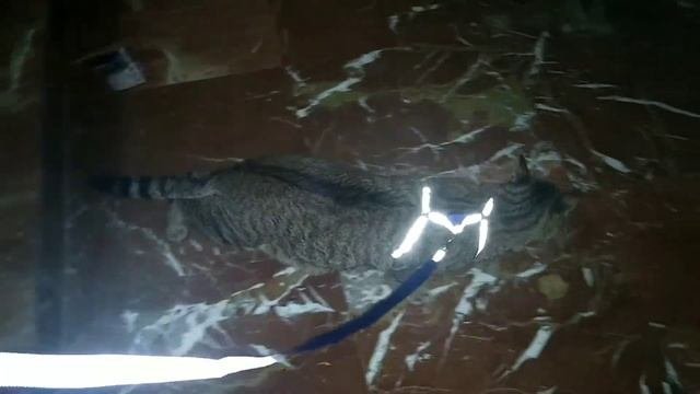 Как приучить кота к прогулкам на поводке