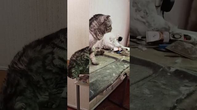 Котик подстригся. Отличный вариант избавиться от шерсти в квартире!/стрижка кошек.