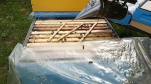 Увеличиваем ПАСЕКУ улей на пол лёта МАТОЧНИКИ ! Прошло 12 дней ! Свищевые маточники !
