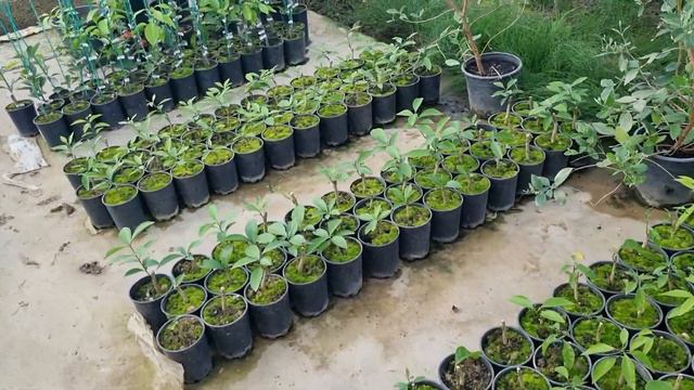 Цитрусы на 13. 05. 2023. Беларусь. смотреть онлайн