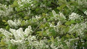 ВИКТОР КОРОЛЁВ - А..РАСЦВЕЛА ЧЕРЁМУХА.