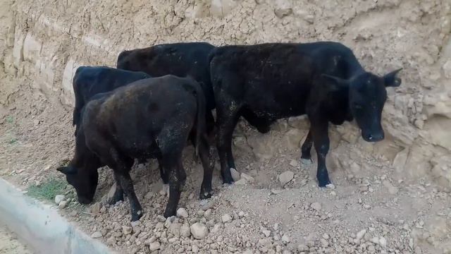 ИМРУЗ ДАР МОЛБОЗОРИ Ш.ИСТАРАВШАН НАРХИ НАВО АРЗОН ШУД... 30.07.2021