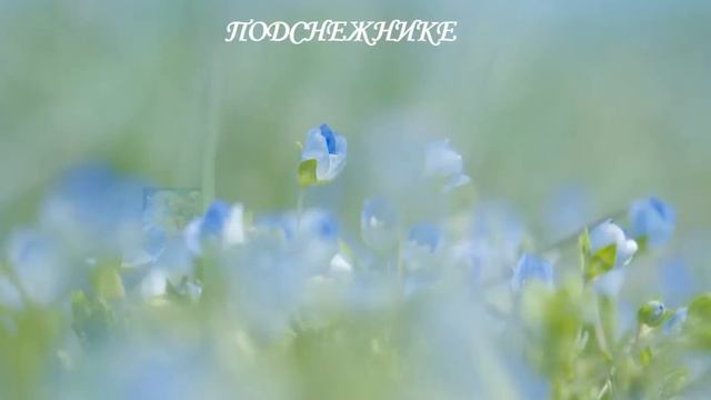 Видеоролик «Вырос цветик маленький на лесной проталинке» смотреть онлайн