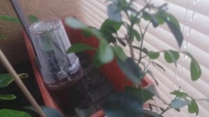 Мурайя метельчатая из семян.