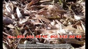 Каток рубящий КРП-6 видео по кукурузе...
