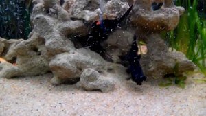 Кормление золотых рыб кормом для дискусов.