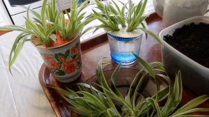 Комнатные цветы. Полезный  Хлорофитум и его размножение.