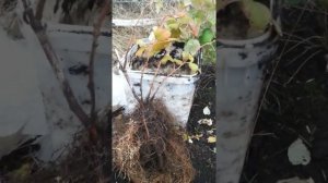 Выращивание маточного корня малины