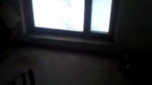 Голубь залетел в подъезд.