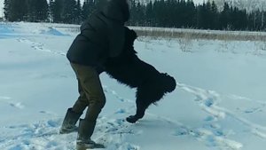 Ньюфаундленд атакует