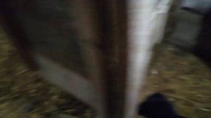 помесные ягнята дорпер+ гисар