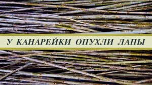 Какие жердочки должны быть у канареек, ткачиков, амадин? Чем вредны пластиковые присады?