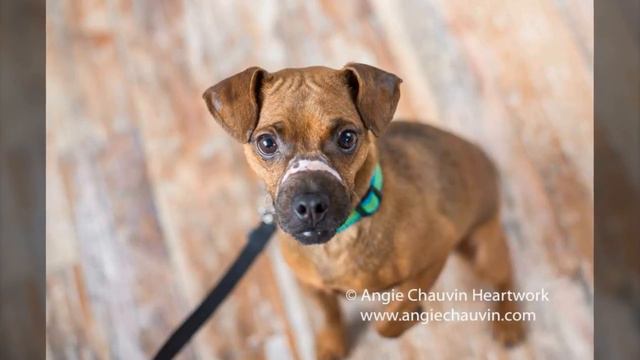 Возмездие извергу, который связал собаку изолентой и выбросил умирать смотреть онлайн