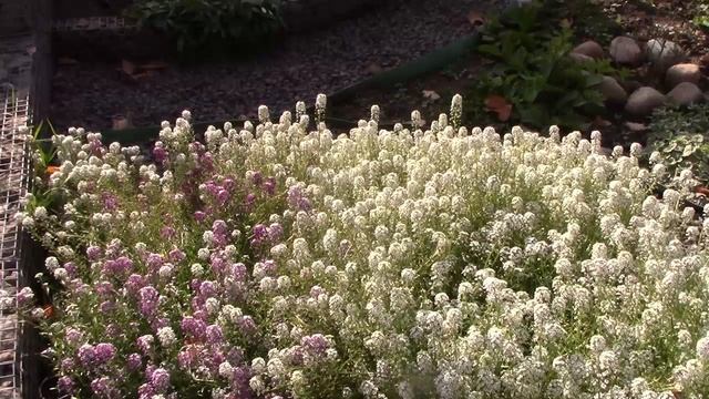 Что растет за двором..mp4 смотреть онлайн