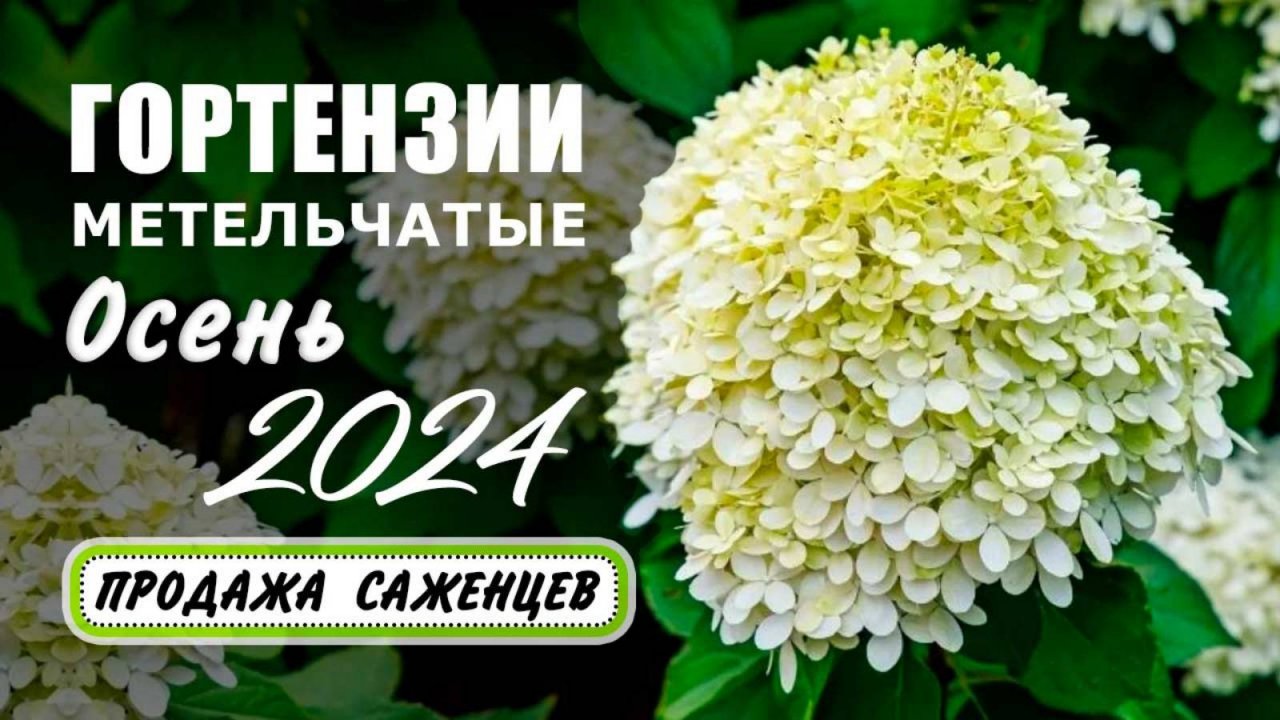 Гортензии метельчатые. Осень 2024. Продажа саженцев