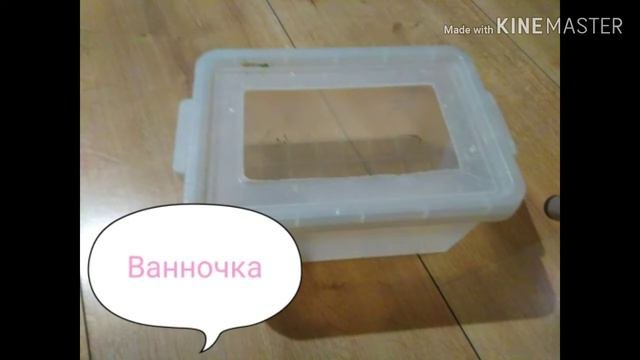 Стоит ли заводить шиншиллу