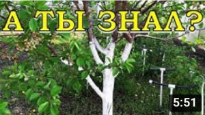 5 полезных советов по уходу за ВИШНЕЙ?