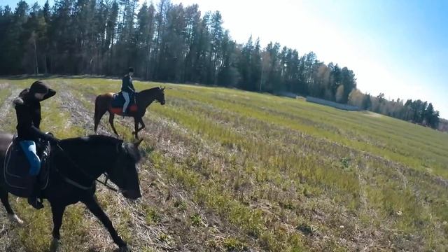 Конный поход с собакой в Беларуси весной / Horse trekking with a dog in Belarus in spring смотреть онлайн