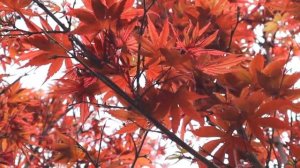 ‘Pixie’ Japanese Maple! How to grow! | Plant Highlight ~ Home & Garden Designs