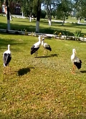 Журавли – символ здоровья, счастья и долголетия!