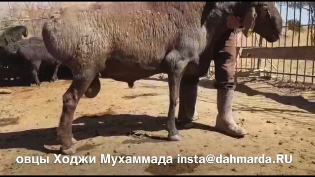 Гигантские гиссарские бараны фархарского типа Ходжи Мухаммада из Куляба
