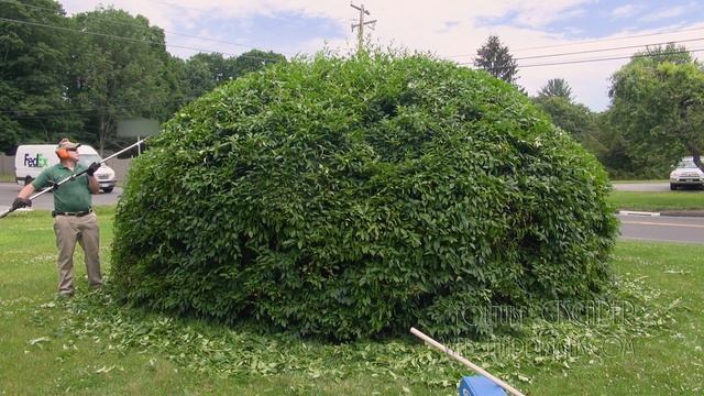 Trimming Forsythia Echo PAS System смотреть онлайн