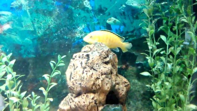 Цихлида желтая Лабидохромис Еллоу Labidochromis caeruleus, аквариумные рыбки цихлиды
