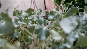 Planta DICHONDRA ARGENTEA, #plantas