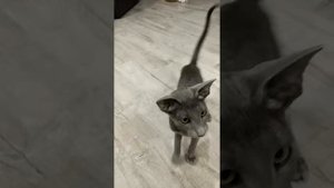 Дрессированная ориентальная кошка