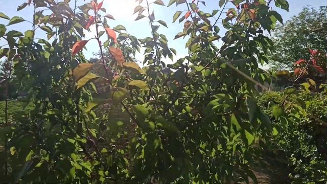 Накупила насіння квітів,клематис,троянду.@ Бурштинова кислота,що вона дає?Полуниця і суниця дозріли смотреть онлайн