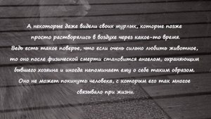 Куда уходят кошки после смерти и есть ли у них душа Where do cats go after death