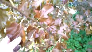 Шелковица. 4 типа листьев НА ОДНОМ дереве. Мужской лист, женский, полу-мужской, полу-женский?