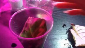 Восстановление тургора листа глоксинии. Часть 2