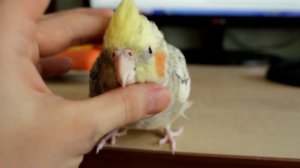 Почесоны для девочки-кореллы, часть 2 / Pettings for the cockatiel girl, part 2