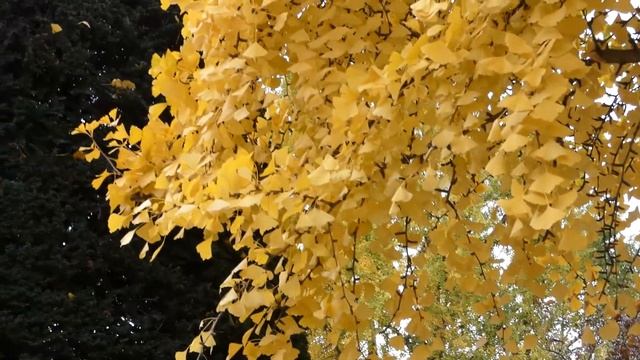 СТРАСБУРГ ОСЕННИЙ //  ПЛОЩАДЬ РЕСПУБЛИКИ  // STRASBOURG EN AUTOMNE // PLACE DE LA REPUBLIQUE