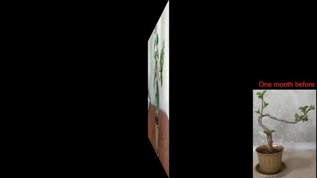 EXPERIMENT ! How to make bonsai from cherry tree MAY 2018 смотреть онлайн