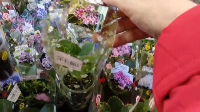 Фиалки.Поездка в гости к дочке, покупки, продажи.Насыщенный день !!! смотреть онлайн