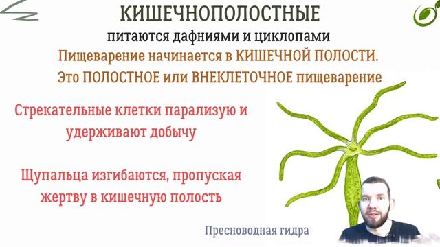 Л.33 | ПИТАНИЕ ОРГАНИЗМОВ | ОБЩАЯ БИОЛОГИЯ ЕГЭ смотреть онлайн
