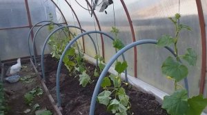 АПРЕЛЬСКИЕ ОГУРЦЫ В ТЕПЛИЦЕ. Кузбасс. ЖИЗНЬ БЕЗ ГРИМА.