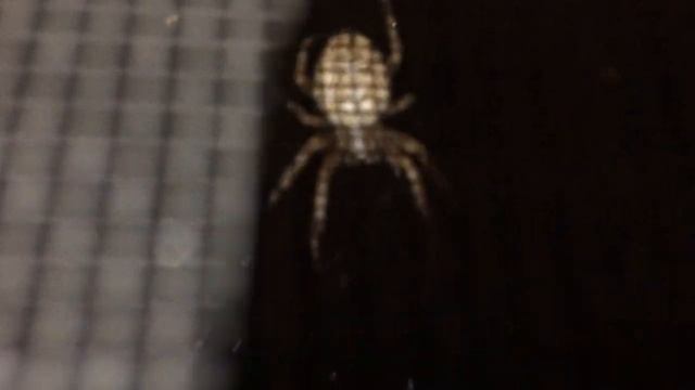 Большой и жирный паук. Как прогнать? смотреть онлайн