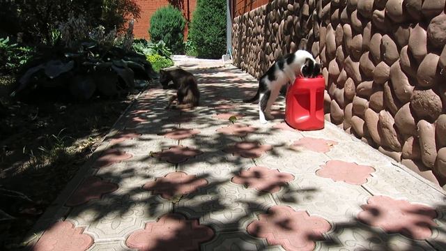 20.06.2023. Россия. Краснодарский край. Симба пьёт из лейки смотреть онлайн