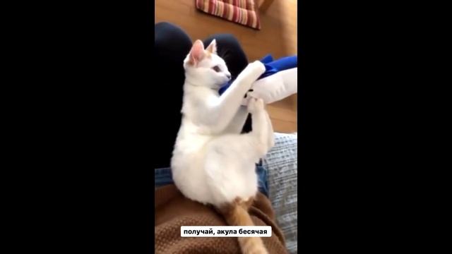 самое смешное видео в мире #12 кошачий выпус