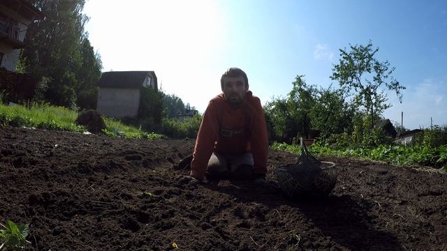 Картофель АМЕРИКАНКА.600 кг с сотки!Урожай картофеля 2020 года хорош!Посадка картофеля по Митлайдер