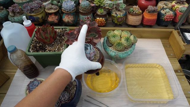 (ENG)여름장마 대비 다육이 물주는 방법!! 팁!! 대공개!Water Succulent Before Rainy Season? Bottom-Water?(多肉植物)(たにくしょくぶつ