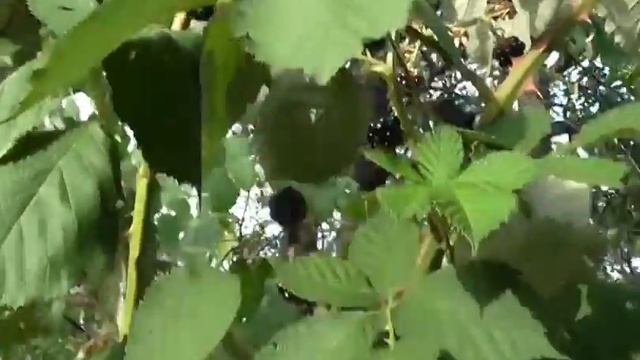 Ежевика созрела.  Ежевика садовая. Колючая ежевика