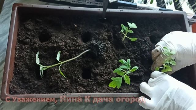 РАССАДА ТОМАТОВ. БУДЕТ КРЕПКОЙ И УРОЖАЙНОЙ? КАК ПРАВИЛЬНО ПРОВЕСТИ ПИКИРОВАНИЕ В ЯЩИКИ ИЛИ СТАКАНЫ