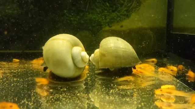 Улитки Ампулярии и малёк анциструса Супер Рэд смотреть онлайн