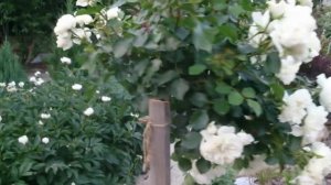 штамбовая роза своими руками это просто