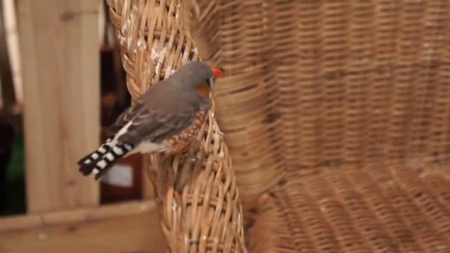 Бабочки Санкт-Петербург смотреть онлайн